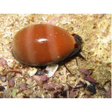 Cyprea Annulus